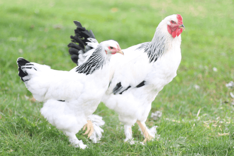 Regal Brahmas