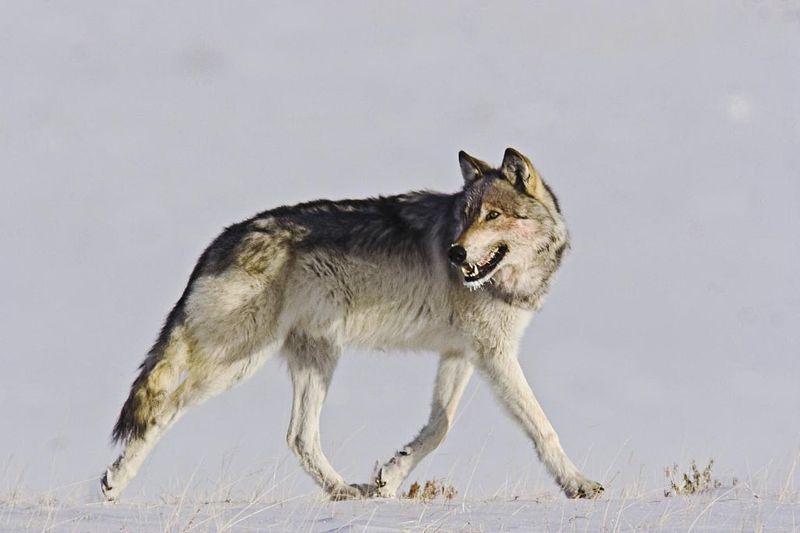 The Iconic Gray Wolf: King Of The Rockies