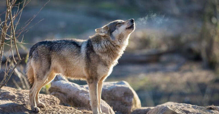 Majestic Wolves That Roam The Rocky Mountains (And Reasons They Inspire American Folklore)