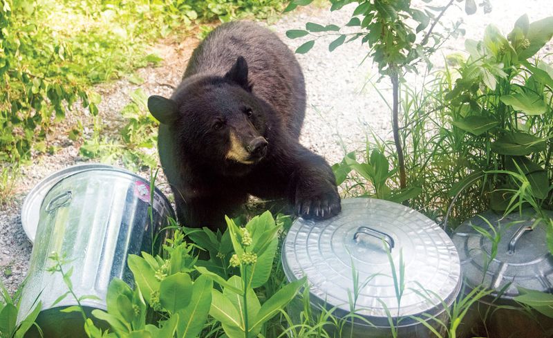 Make Noise To Alert The Bear