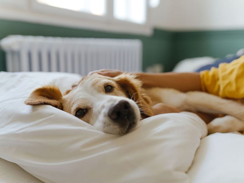 Sleeps Next To You