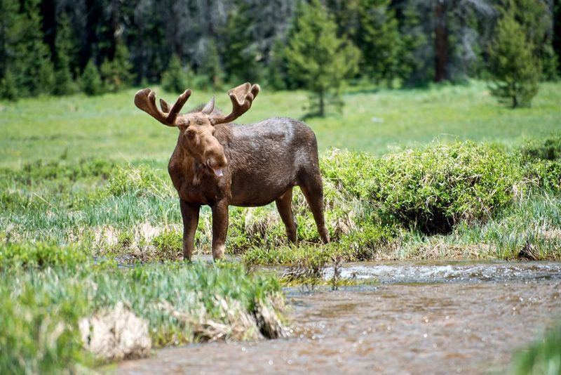 Trying To Feed A Wild Moose