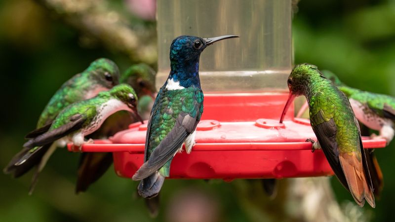 Storing Homemade Nectar Improperly