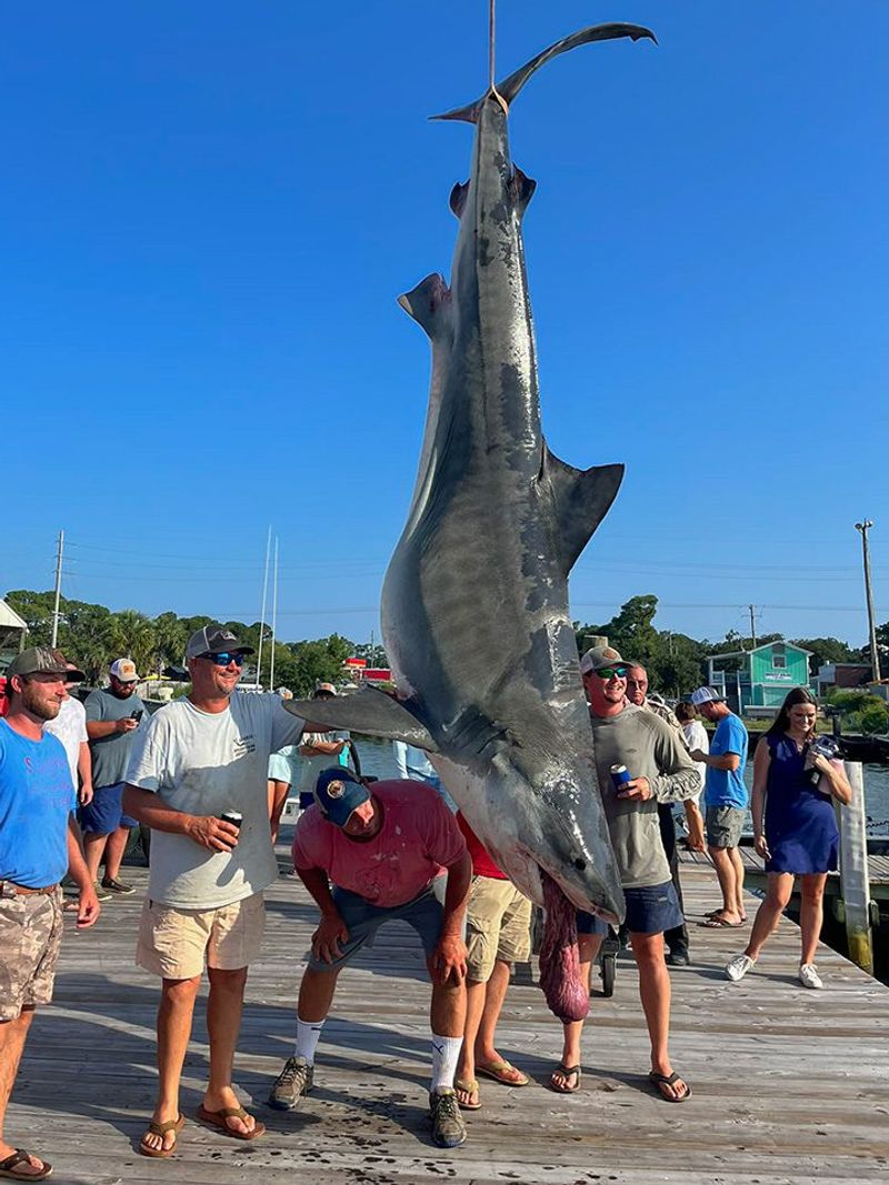 Tiger Shark