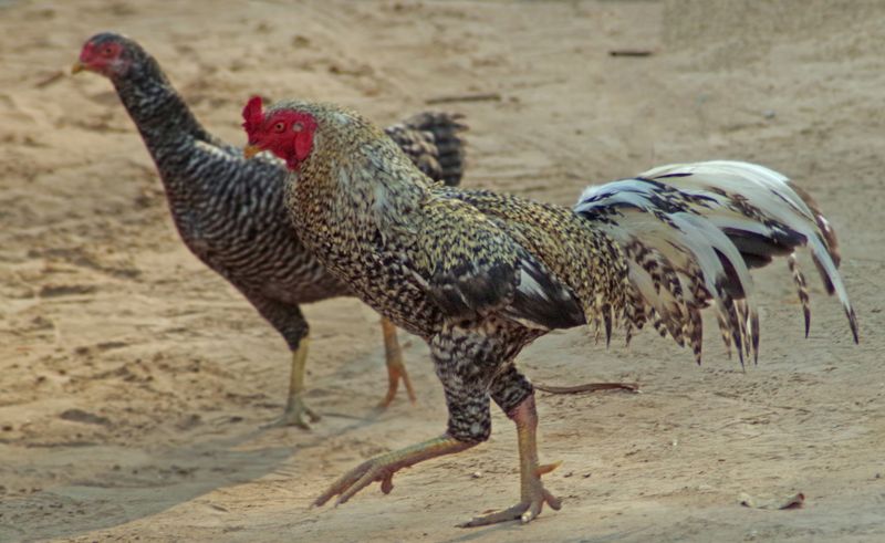 Gamefowl