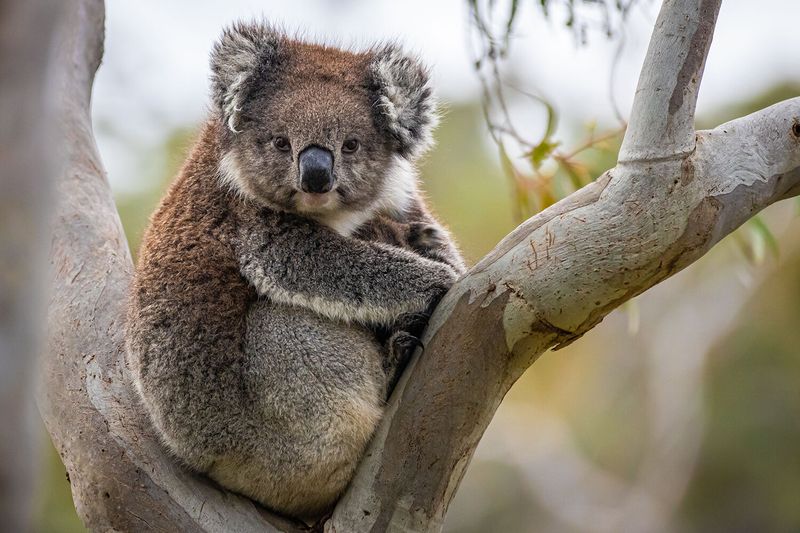 Australian Coastal Sanctuaries