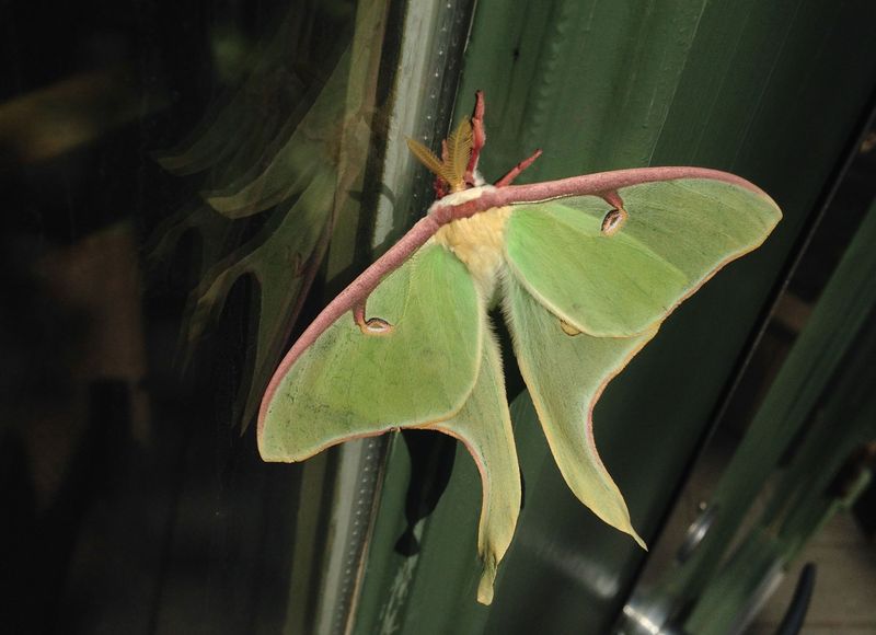 Luna Moth – Beauty That Doesn't Eat
