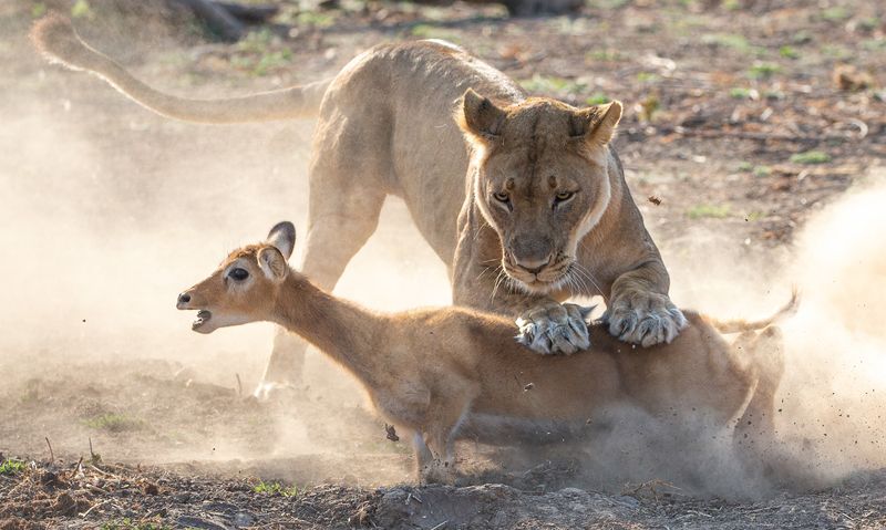 Female Lions Don't Do All The Hunting