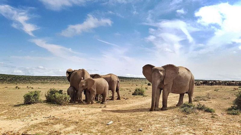 Lions Fear Elephants