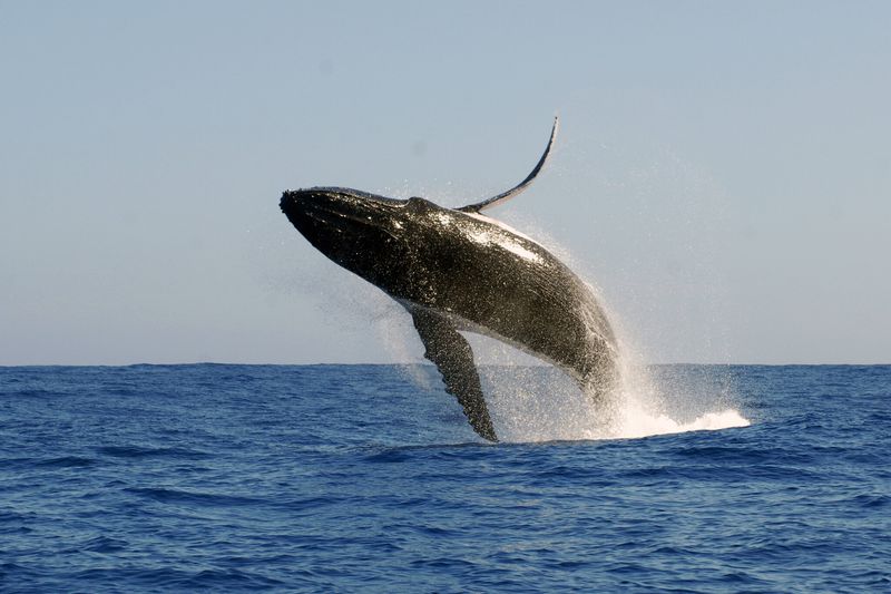 Humpback Communication May Be Culturally Transmitted