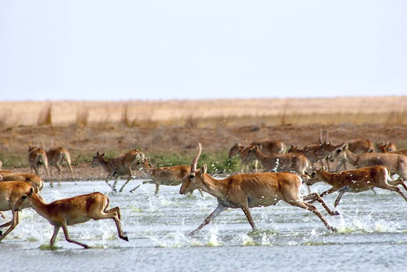 Speed Demons Of The Steppe