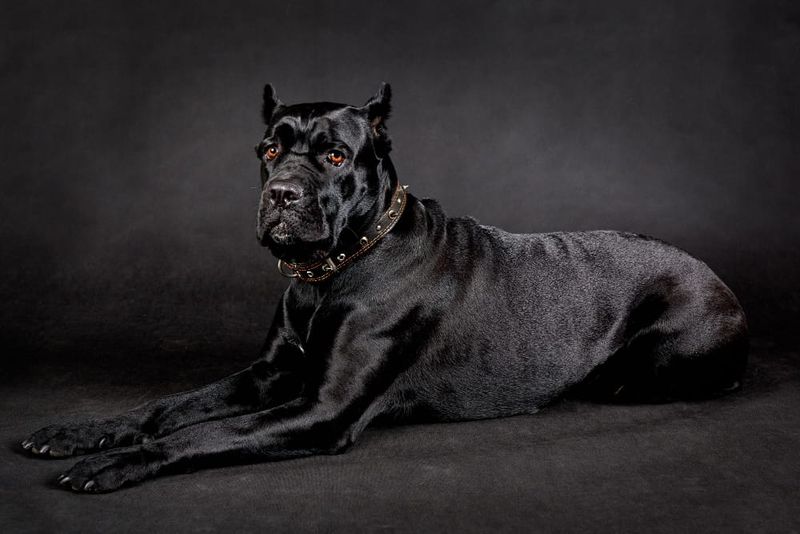 Cane Corso