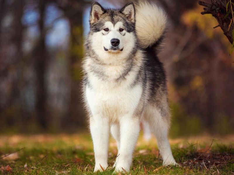 Alaskan Malamutes