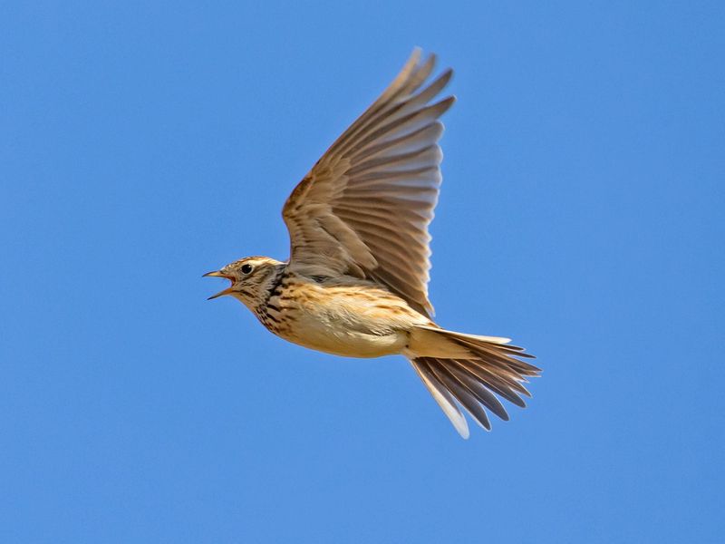 Eurasian Skylark