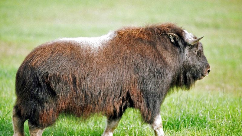 Muskox-Cattle Hybrids Offer Climate Resilience Clues