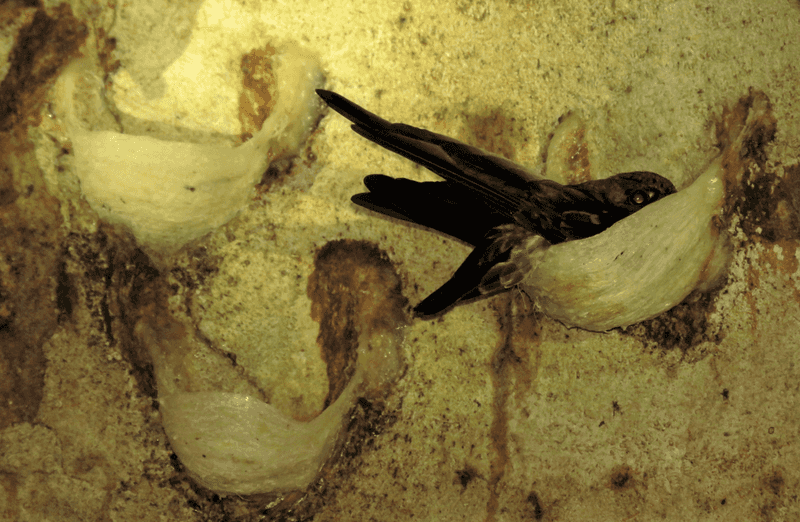 Edible-nest Swiftlet's Saliva Palace