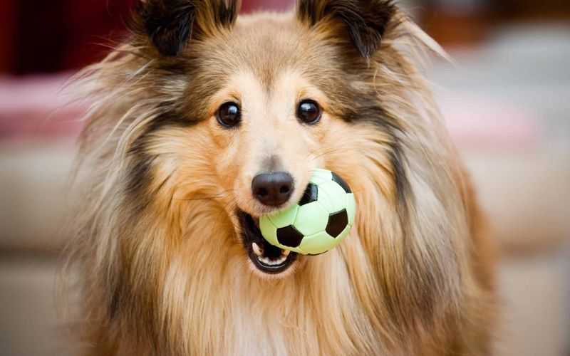 Shetland Sheepdog