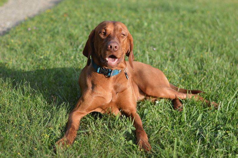 Vizsla