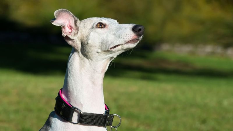 Whippets: Speed Demons With Nervous Systems To Match