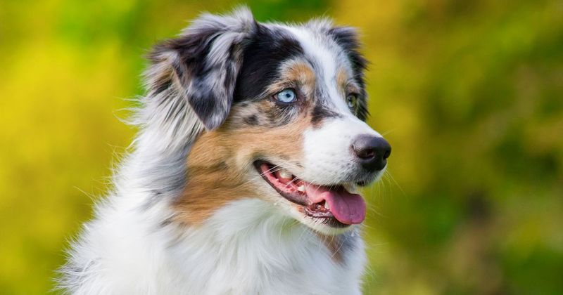 Australian Shepherds: Vibrant Companions For Active Homes