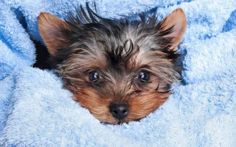 Yorkshire Terrier: Tiny Retreat Expert