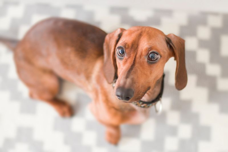 Dachshund: The Fearless Hotdog
