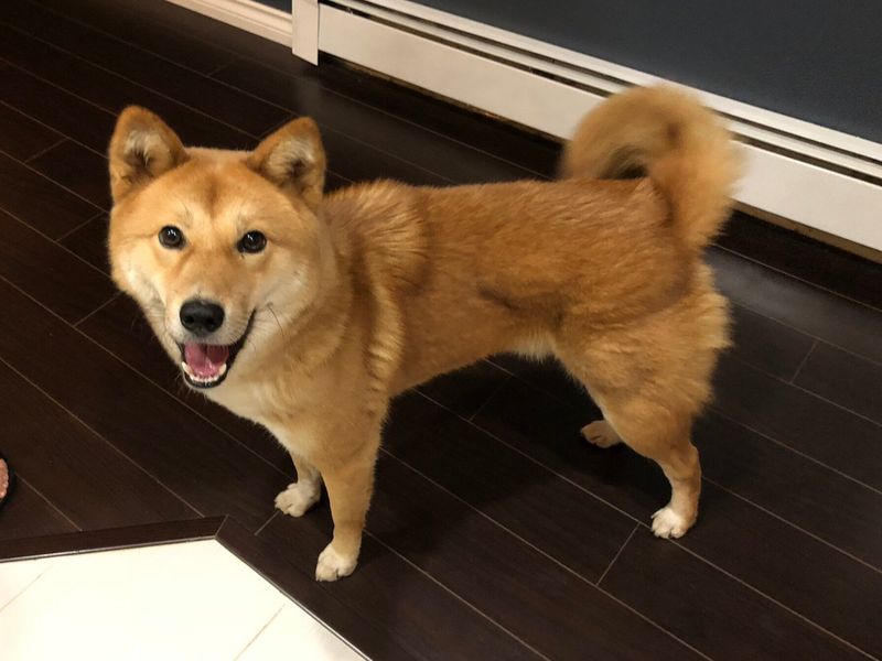 Shiba Inu Mix: The Aloof Observer