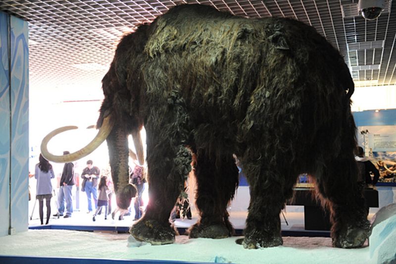 Mammoths Had Built-in Antifreeze