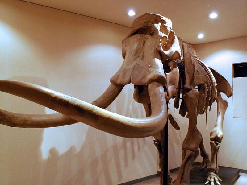 Palaeoloxodon Naumanni (Naumann's Elephant)