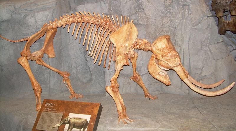 Palaeoloxodon Falconeri (Sicilian Dwarf Elephant)