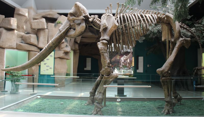 Stegolophodon Stegodontoides (Ancestral Stegodon)