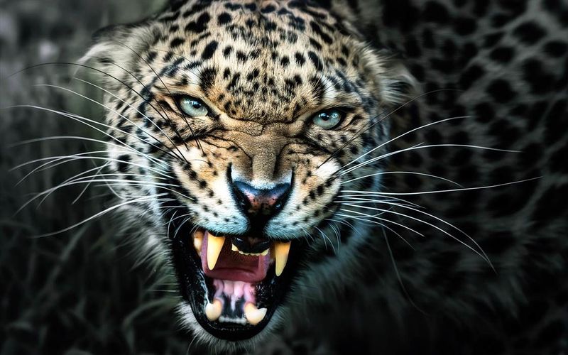 Leopards: Silent Stalkers Of The Night