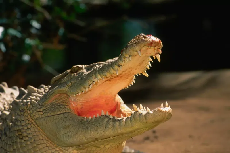Nile Crocodiles With Human Preferences