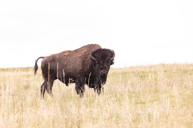 What Happened In Yellowstone: A Close Encounter