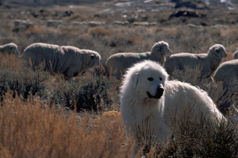 Protection Measures For Pets