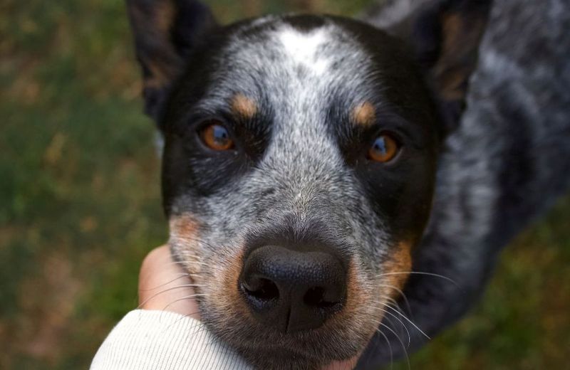 Ear Care And Inspection