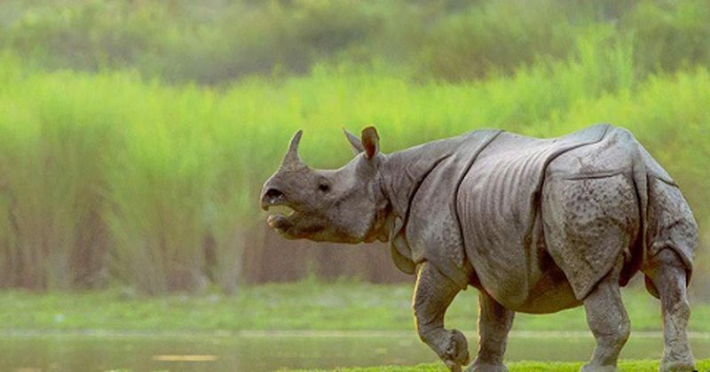 How Manas Became A Refuge For India's Rarest Wildlife