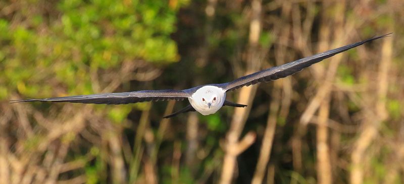 Swallow-Tailed Kite