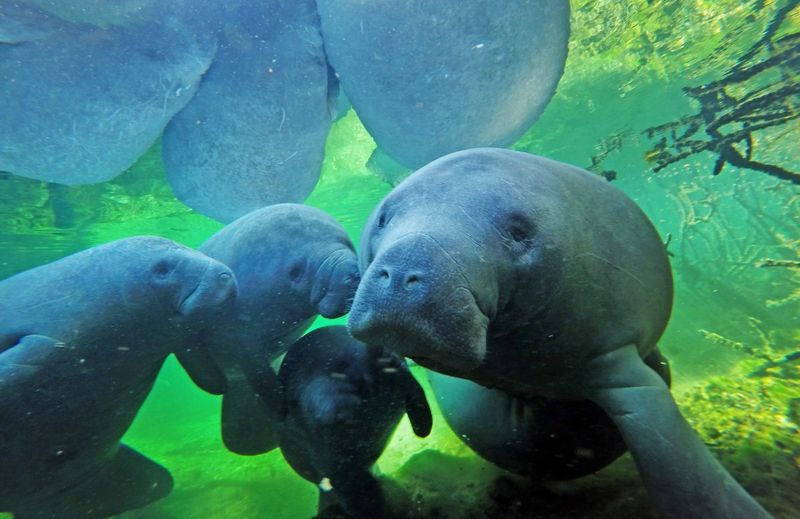 The Role Of The Save The Manatee Club
