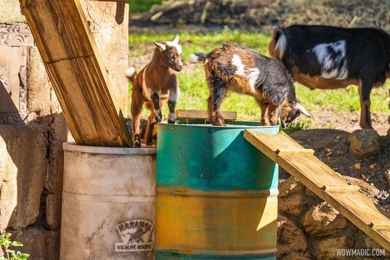 Pygmy Goat