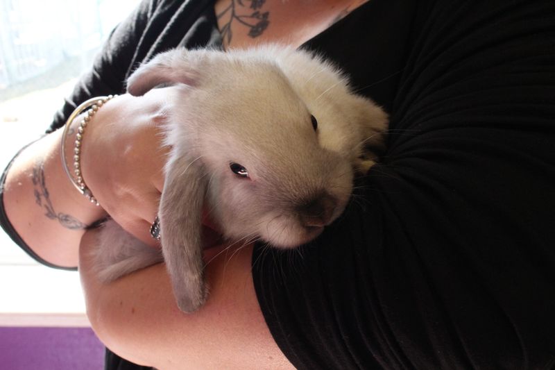 Domestic Rabbits: Quiet Companions