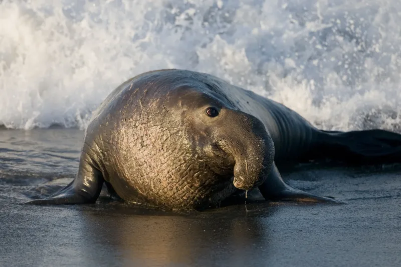 Elephant Seals: Blubbery Beach Masters With Built-In Diving Gear