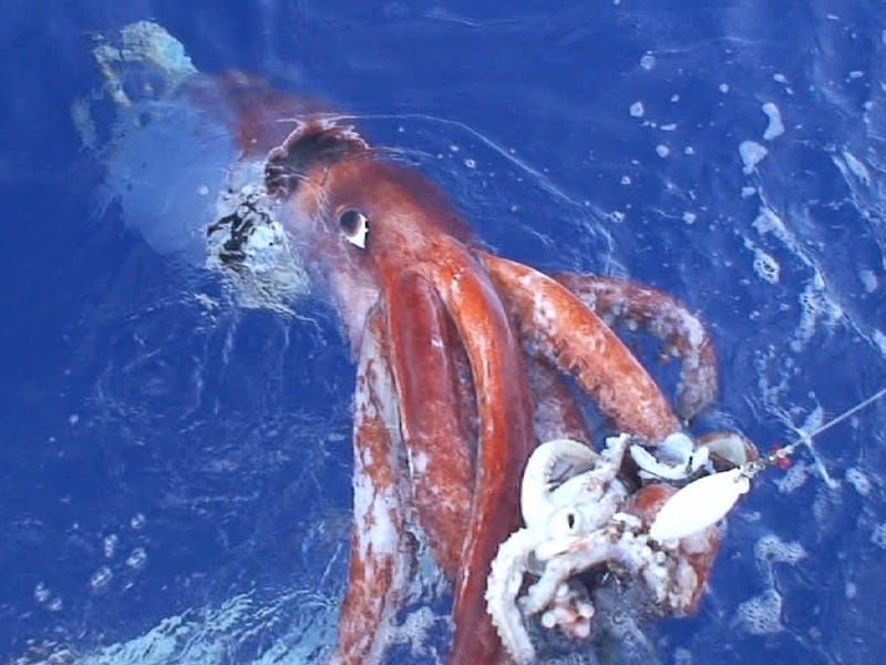 Giant Squid: The Legendary Kraken