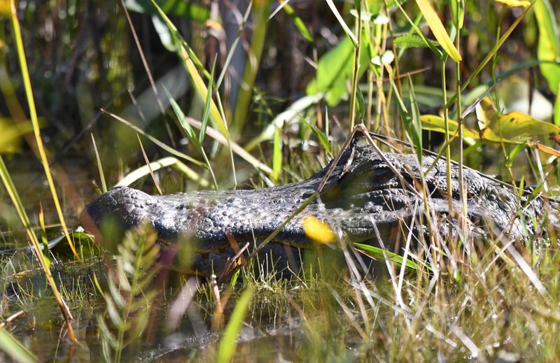 Crocodiles
