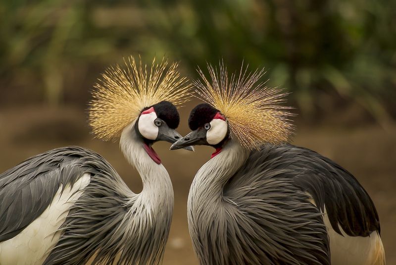 Crowned Crane