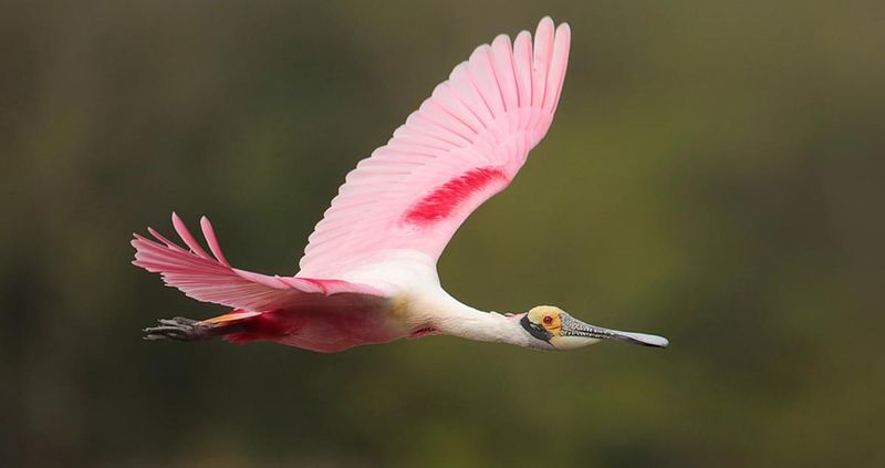 Roseate Spoonbill