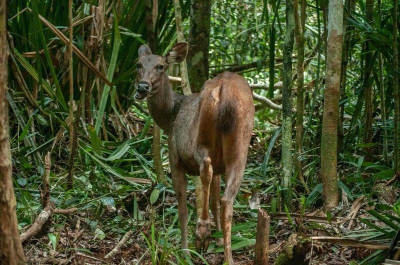 Tropical Habitat Preference