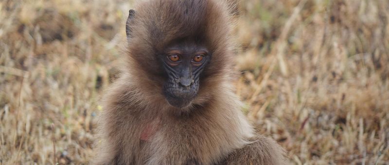 Gelada (Ethiopia)