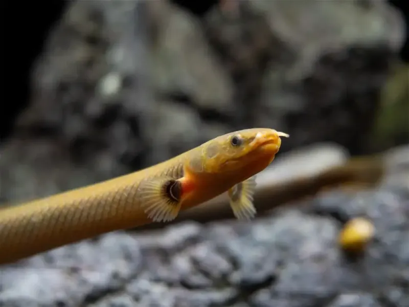 Reedfish