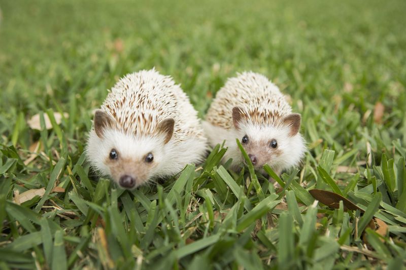 Hedgehog